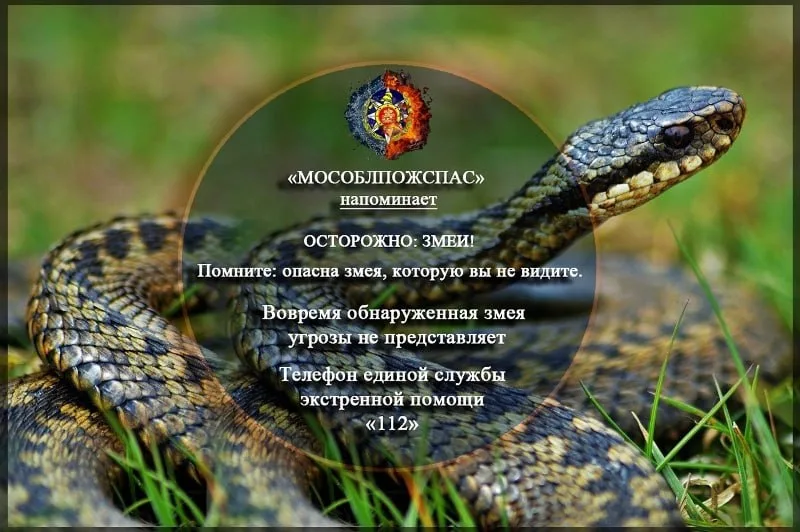 Спасатели призвали жителей Люберец быть осторожными в лесу и на даче из-за активности змей
