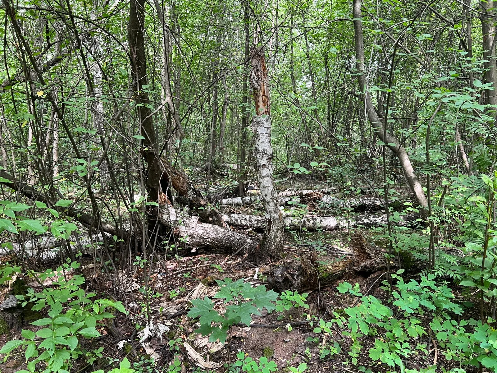 Жителей Люберец пригласили 13 июля на экоакцию по уборке леса