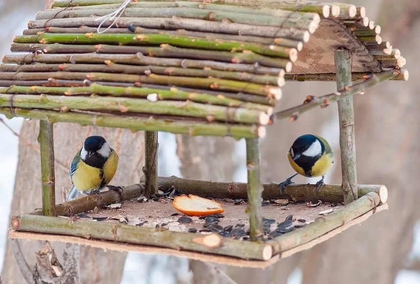 Школьников Люберец приглашают поучаствовать в конкурсе кормушек для птиц