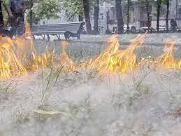 Пожарные напомнили жителям Люберец об опасности поджигания тополиного пуха