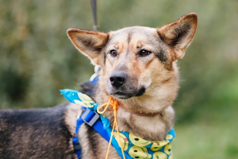 Благотворительная акция ко Дню бездомных животных пройдёт в Люберцах