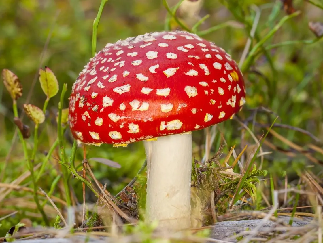 Спасатели призвали жителей Люберец далеко не заходить в незнакомые леса за грибами