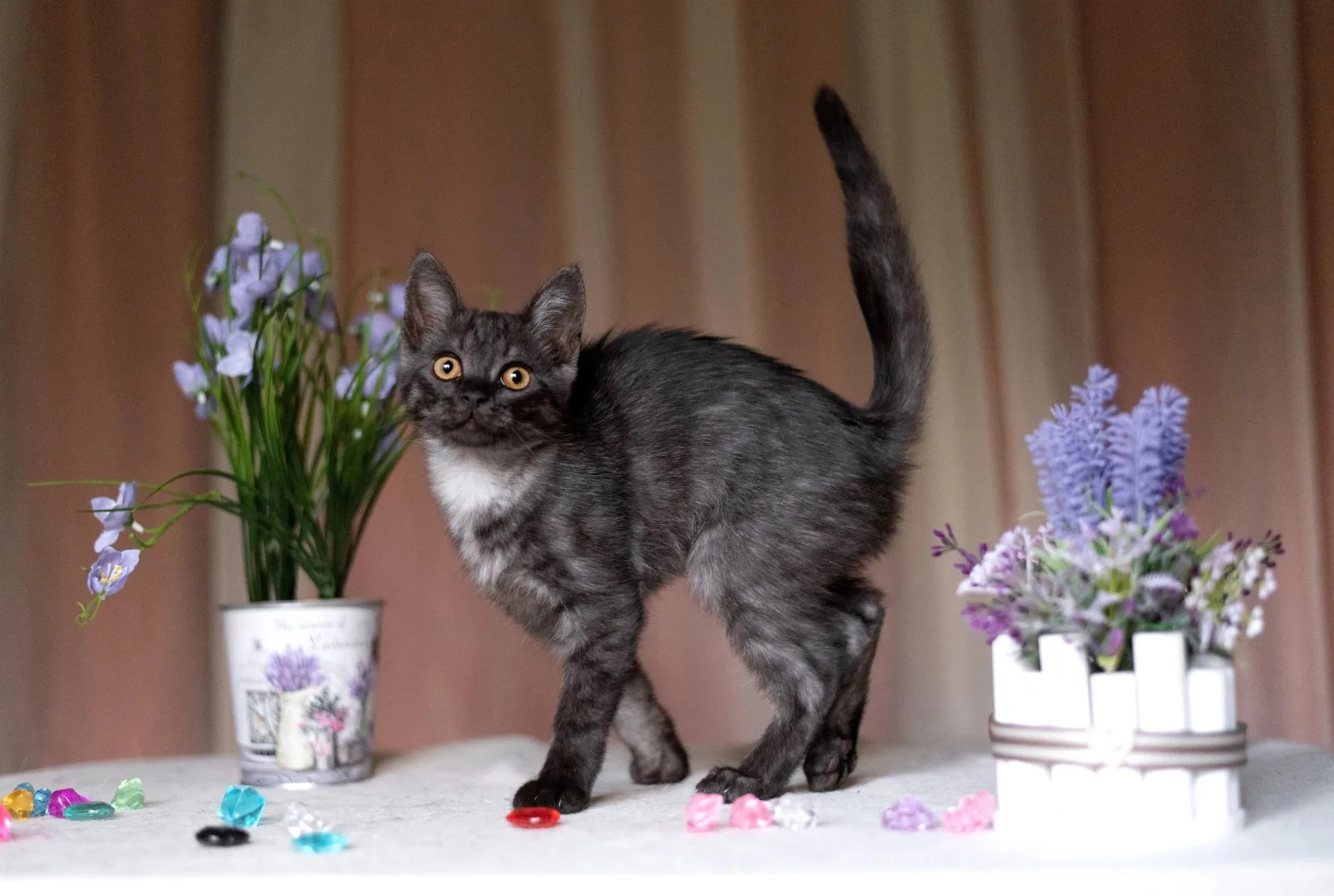 Выставка кошек и котят из приютов «Возьми меня с собой!» пройдет в Люберцах