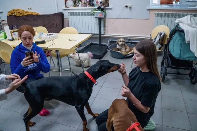 «Единая Россия» и Молодая Гвардия Люберец передали помощь приюту «Домик мелкашей»