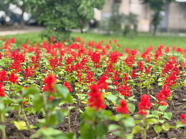 Почти 60 цветников и клумб разобьют на улицах Люберец