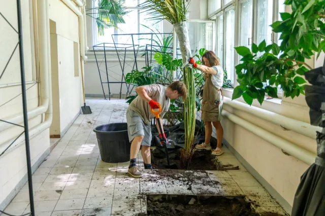 Пальмы, подаренные Фиделем Кастро, перевезли из больницы Люберец на новое место жительства