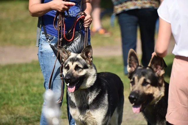 Жителям Люберец напомнили о необходимости регистрации домашних животных