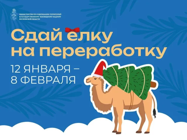 Девять пунктов приема новогодних елок на вторичную переработку организовали в Люберцах