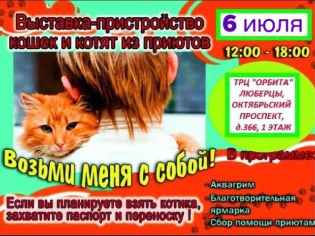 В Люберцах пройдёт выставка-пристройство кошек 