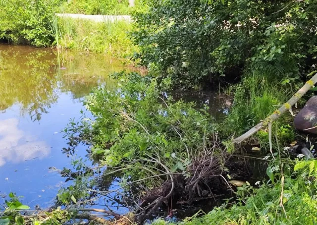 Жители Люберец смогут проголосовать за пруд, который расчистят в 2024 году