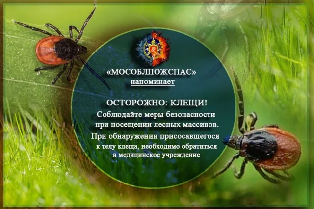 Жителям Люберец напомнили о мерах безопасности на природе из-за активности клещей