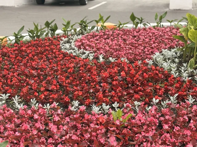 60 000 цветов будут высажены на городских клумбах в Дзержинском