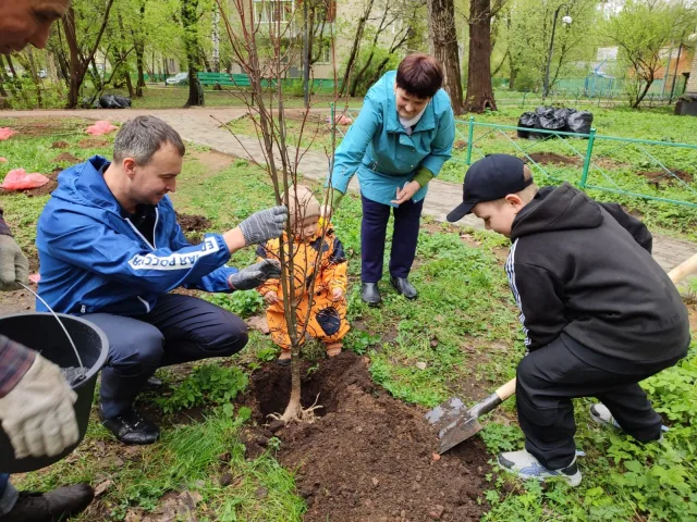 Активные жители высадили липовую аллею на придомовой территории в поселке Люберец