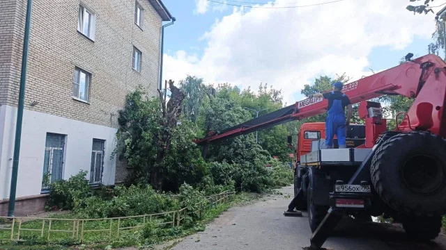 Санитарную опиловку деревьев провели в поселке Люберец