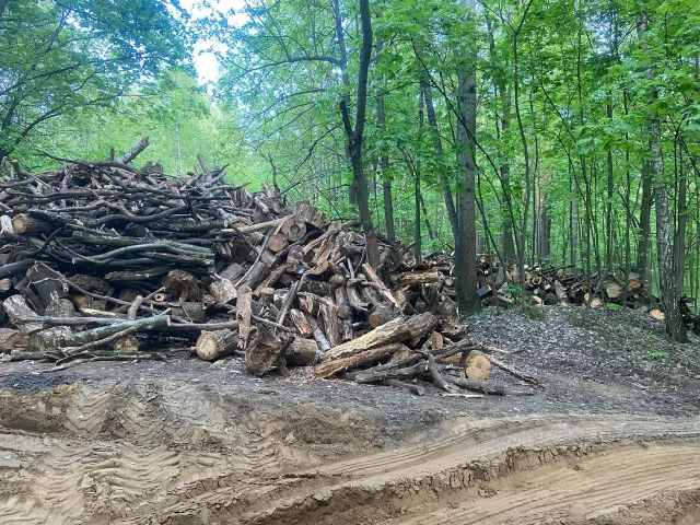 Работы по вывозу валежника из Томилинского лесопарка в Люберцах начнутся уже сегодня
