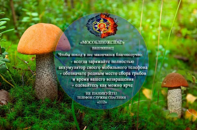 Спасатели напомнили любителям грибной охоты из Люберец правила посещения лесов