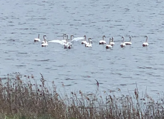 На водоеме Люберец поселился лебедь-шипун